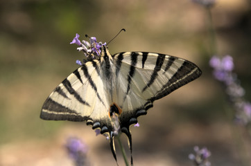 Iphiclides podalirius; scarce swallowtail butterfly in rural Tuscany