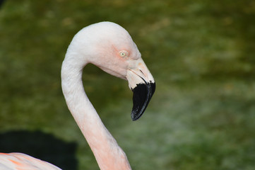 Naklejka premium Flamingo in the outdoors during summer