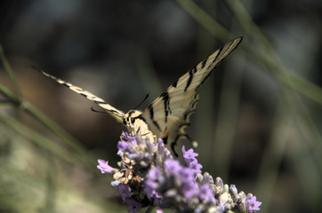 Iphiclides podalirius; scarce swallowtail butterfly in rural Tuscany