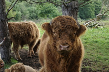 Fototapeta premium Highland cow