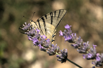 Iphiclides podalirius; scarce swallowtail butterfly in rural Tuscany