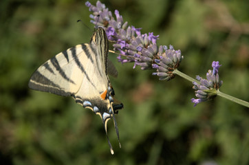 Iphiclides podalirius; scarce swallowtail butterfly in rural Tuscany