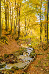 Yellow leaves forest and small river at autumn landscape