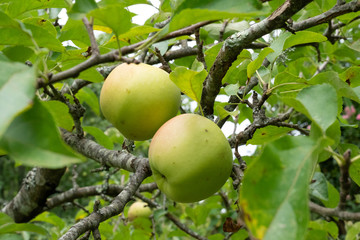 fresh ripe apple tree with green apples
