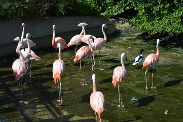 Fototapeta na wymiar Flamingos in the outdoors during summer
