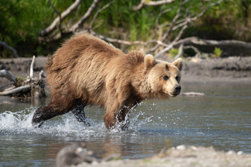 Obraz premium Ruling the landscape, brown bears of Kamchatka (Ursus arctos beringianus)