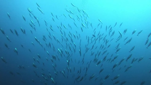 Little tuna fishes baitball in open sea - Mediterranean sea life 