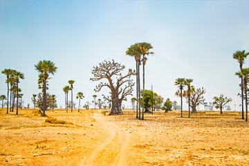 Palms and baobab standing in the middle of desert in Senegal, Africa. The background is blue sky....