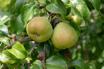 Pear fruit hanging from tree in fruit garden