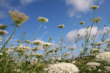 sheep donation on background of blue sky