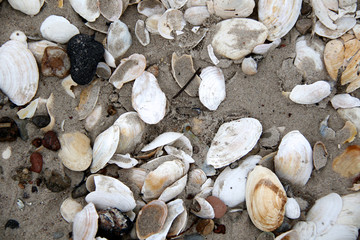 Fototapeta premium lot of white shells on the beach