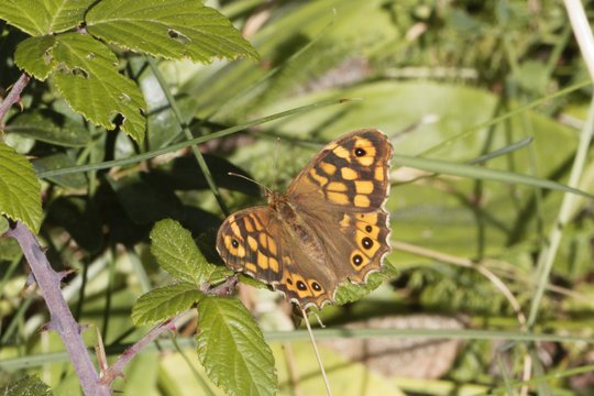 Speckled wood butterfly, Pararge aegeria