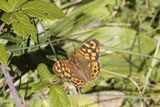 Speckled wood butterfly, Pararge aegeria