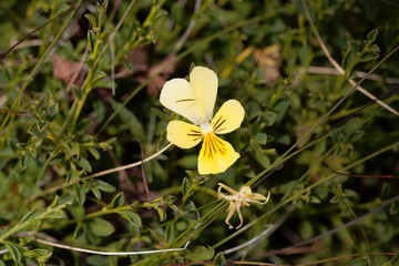 Flower of a mountain pansy, Viola lutea