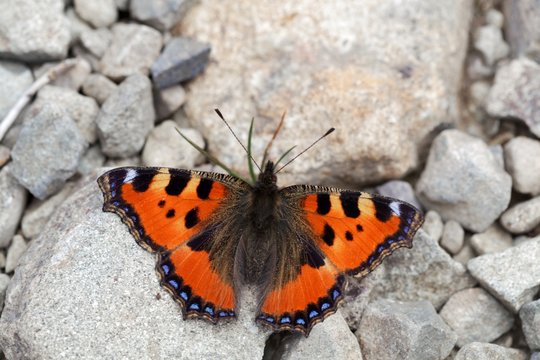 Small tortoiseshell butterfly, Aglais urticae