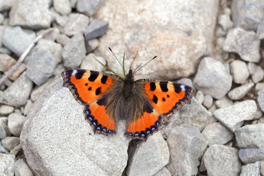 Small tortoiseshell butterfly, Aglais urticae
