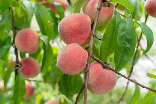 Peaches on the tree fresh ripe peach branches