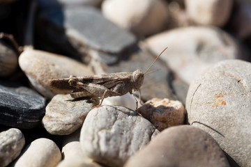 Red-winged grasshopper, Oedipoda germanica