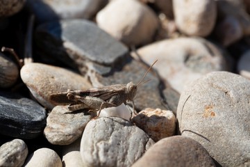 Red-winged grasshopper, Oedipoda germanica