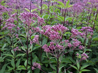 Eutrochium purpureum, (purple Joe-Pye weed, kidney-root, sweetscented joe pye weed, sweet Joe-Pye...