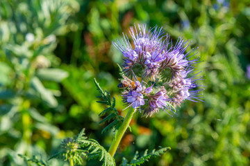 Rainfarn-Büschelschön (Phacelia tanacetifolia) und eine Biene