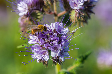 Rainfarn-Büschelschön (Phacelia tanacetifolia) und eine Biene