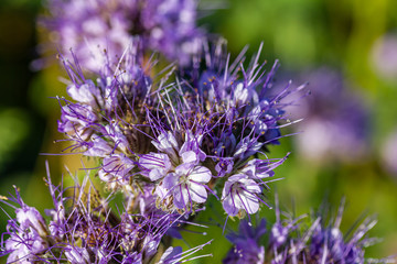 Rainfarn-Büschelschön (Phacelia tanacetifolia), eine Pflanze auf einem Feld, die im Herbst wächst
