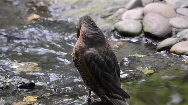 Canard colvert femelle faisant sa toilette