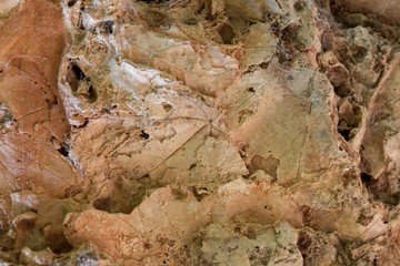 Fragments of fossil leaves in a calcareous tufa