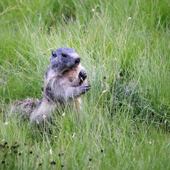 Fototapeta premium Marmotte