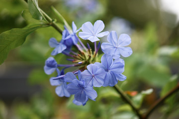 blue flowers on green background