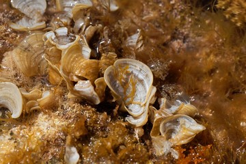 Peacock tail brown algae, Padina pavonica
