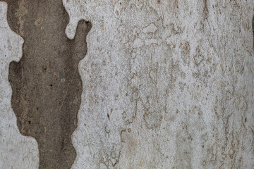 Closeup Tree Bark Texture Background	
