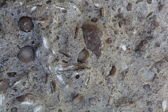 Fossil nummulite, a large single-celled organism