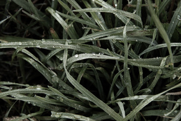 water drops on grass close up