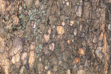 Closeup Tree Bark Texture Background	