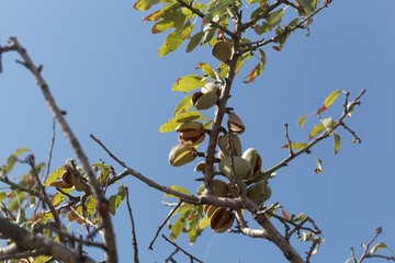 Branches of an almond tree with fruits.