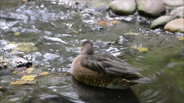 Canard colvert femelle faisant sa toilette