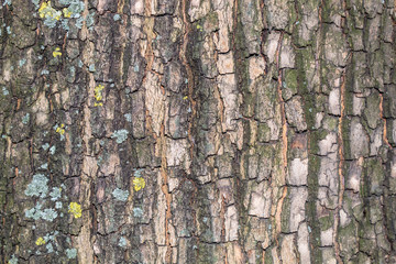 Closeup Tree Bark Texture Background	