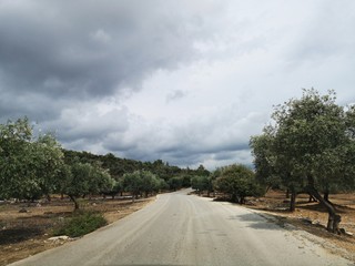 Road through the olive trees orchard 