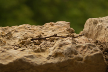 Wooden twig lies on a stone close up