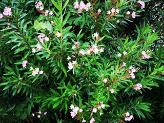 Red/ Pink oleander flowers on tropical garden . Also named Nerium oleander , Rose-laurel , Rose bay