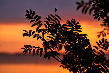 Fototapeta na wymiar Late August sunset behind rowan leaves by the Baltic Sea in Southern Finland