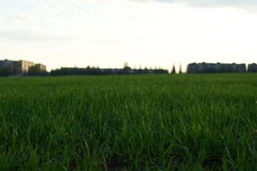 City town buildings seen behind blooming blossom summer