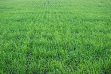 Young green wheat grows in a field.