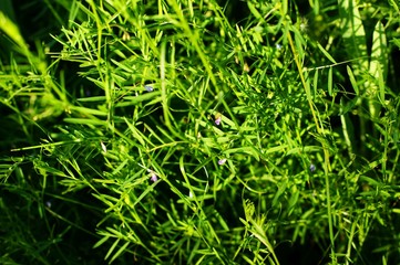 A beautiful shiny field of golden grain with some wildflowers
