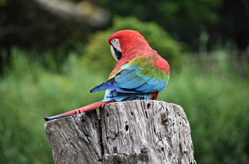 A beautiful colorful parrot (Scarlet macaw, Ara macao) on a piece of wood.
