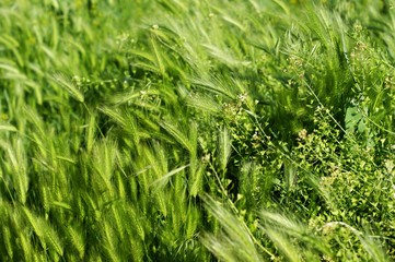 A beautiful shiny field of golden grain with some wildflowers