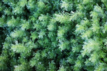A beautiful shiny field of golden grain with some wildflowers