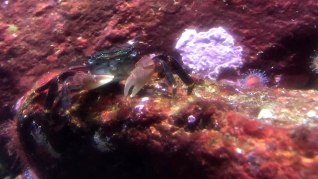 4K HD Video of one The Striped Shore Crab, also known as the lined shore crab eating. It is a small crab found on rocky and hard-mud shores of the west coast of North to Central America.